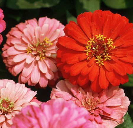 Carciumareasa - Zinnia elegans